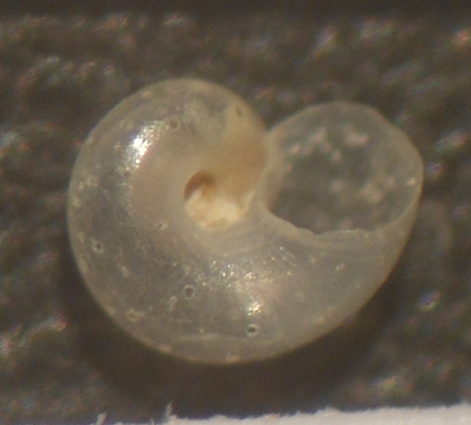 Dikoleps sp.